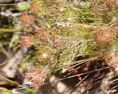 Serruria inconspicua