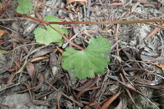 Pelargonium grossularioides