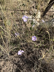 Ipomoea lindheimeri