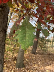 Quercus