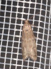 Ephestia woodiella
