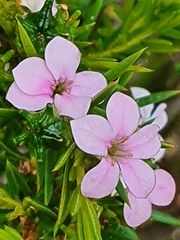 Coleonema pulchellum