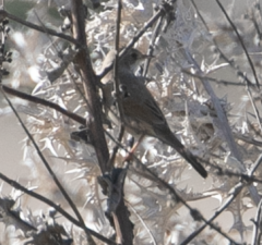 Curruca conspicillata