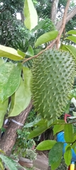 Annona