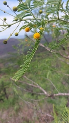 Vachellia davyi