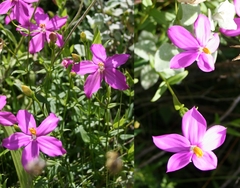 Chironia melampyrifolia