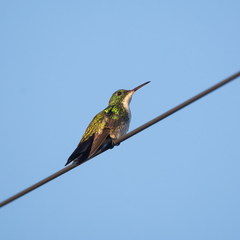 Chrysuronia leucogaster