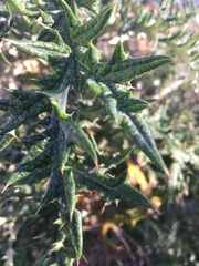 Berkheya bipinnatifida bipinnatifida