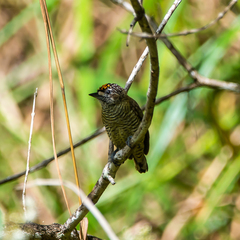 Picumnus exilis pernambucensis