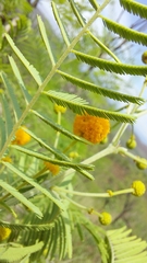 Vachellia davyi