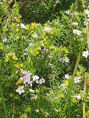 Coleonema pulchellum