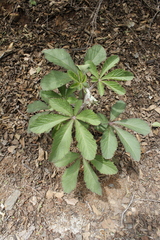 Cyphostemma