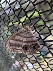 Magneuptychia