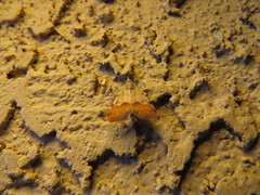 Hemeroplanis incusalis