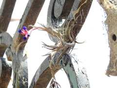 Tillandsia aeranthos