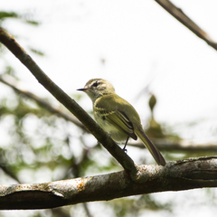 Phylloscartes ceciliae
