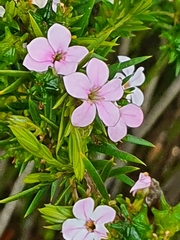 Coleonema pulchellum