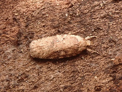 Agonopterix heracliana