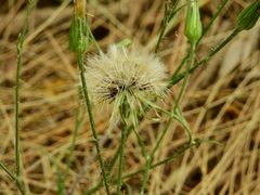 Hypochaeris albiflora