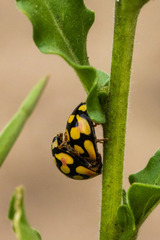 Cheilomenes sulphurea