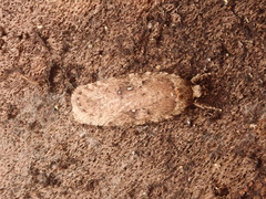 Agonopterix heracliana