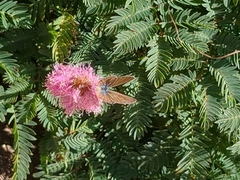 Leptotes marina