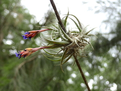 Tillandsia aeranthos
