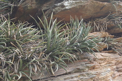 Sansevieria