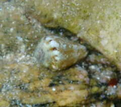Conus ventricosus