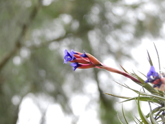 Tillandsia aeranthos