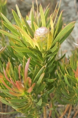 Alatosperma