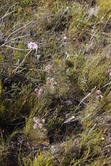 Serruria phylicoides