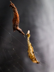 Arachnura