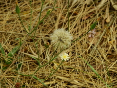 Hypochaeris albiflora