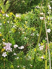 Coleonema pulchellum