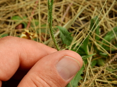 Hypochaeris albiflora