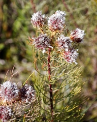 Serruria phylicoides