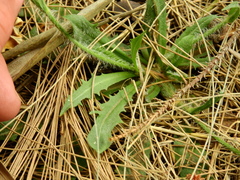 Hypochaeris albiflora