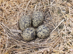 Vanellus vanellus