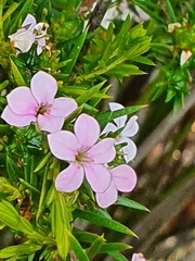 Coleonema pulchellum