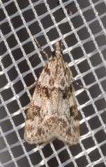 Eudonia delunella