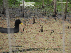 Fulica rufifrons