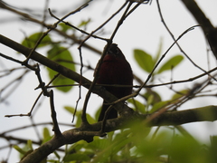 Coryphospingus cucullatus