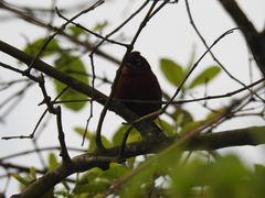 Coryphospingus cucullatus