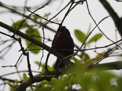 Coryphospingus cucullatus