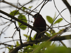 Coryphospingus cucullatus