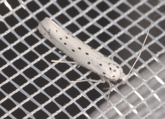 Yponomeuta cagnagella