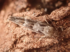 Mompha sturnipennella