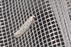 Yponomeuta cagnagella