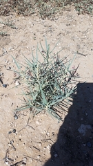 Asclepias brachystephana